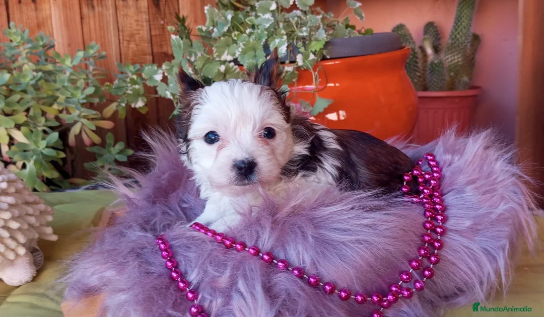 Biewer Yorkshire Terrier a la Pom Pon perros en venta: Exclusiva hembra Yorkshire White Ocean Pearl  - Anuncio 2