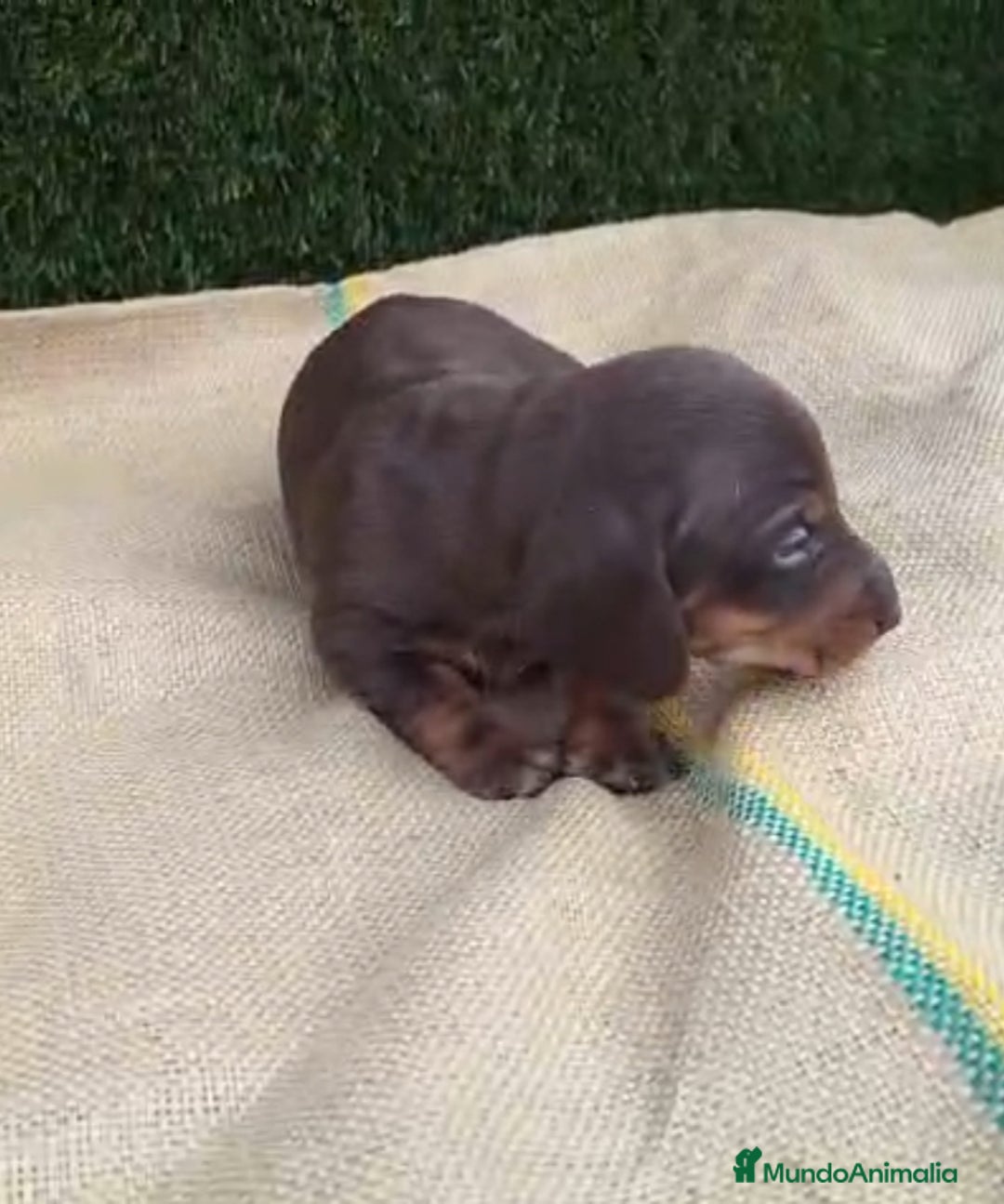 Teckel perros en venta: Teckels Mini Choco - Anuncio 5