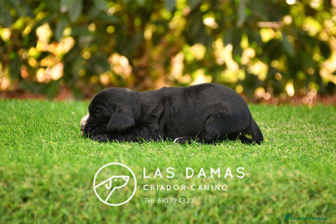 Cocker Spaniel Inglés perros en venta: Cachorros de cocker spaniel inglés disponibles.  - Imagen 10