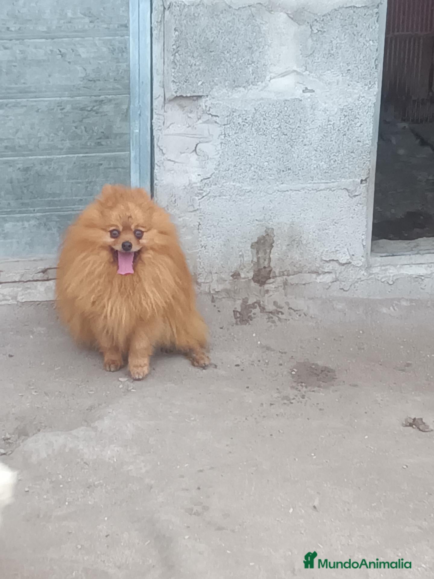 Pomerania perros Cachorros Pomerania Rojos Enanos  - Anuncio 2