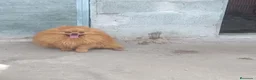Pomerania perros en venta: Cachorros Pomerania Rojos Enanos  - Anuncio 1