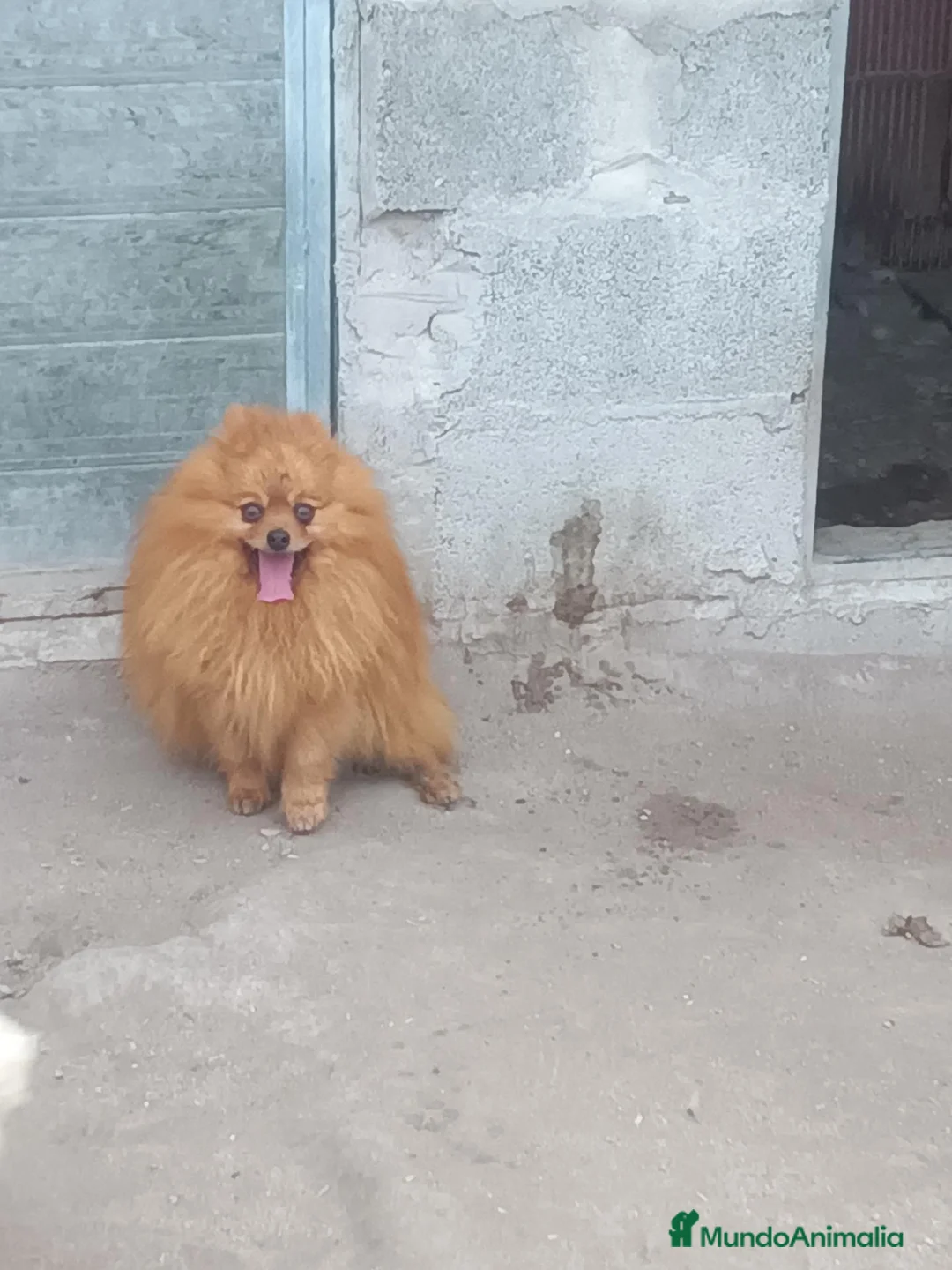 Pomerania perros en venta: Cachorros Pomerania Rojos Enanos  - Anuncio 1