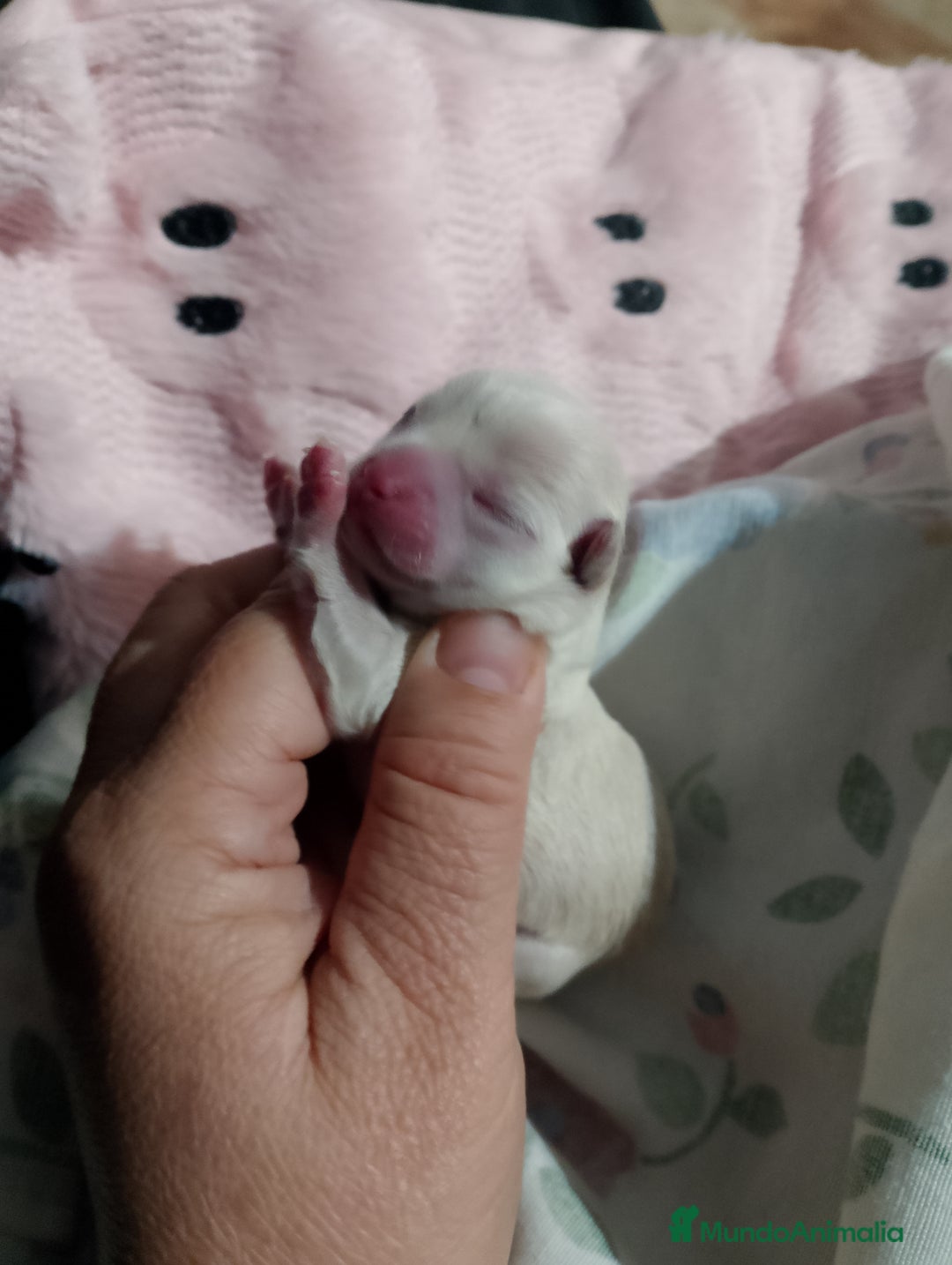 Chihuahua perros en venta: Parejita de chihuahua crema y otro azul - Anuncio 5