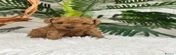 Caniche Toy perros en venta: CANICHE HEMBRA ROJA - Anuncio 1