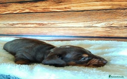 Teckel Miniatura perros en venta: TECKEL - Imagen 1