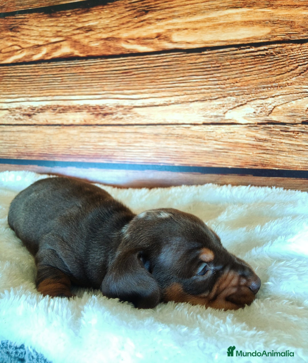 Teckel Miniatura perros en venta: TECKEL - Imagen 1