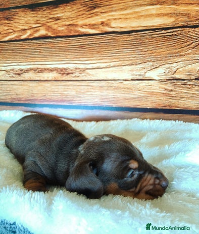 Teckel Miniatura perros - Anuncio 6