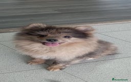 Pomerania perros en venta: POMERANIA - Imagen 1