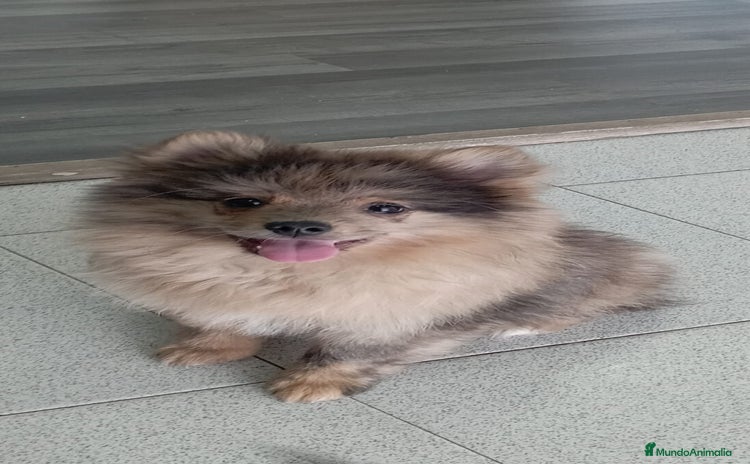 Pomerania perros - Propaganda 13