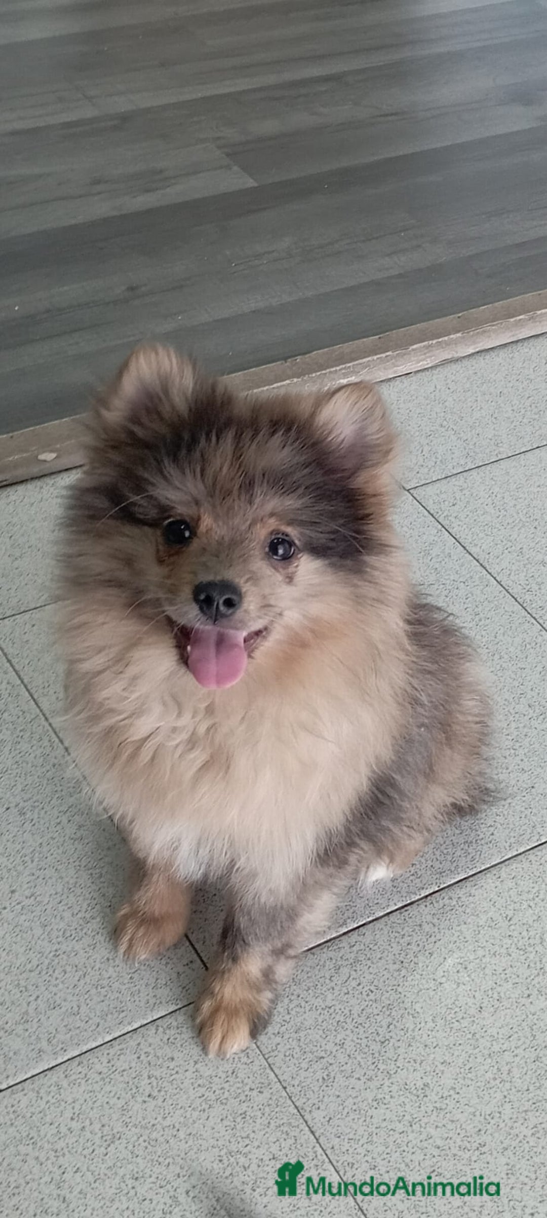 Pomerania perros en venta: POMERANIA - Imagen 1