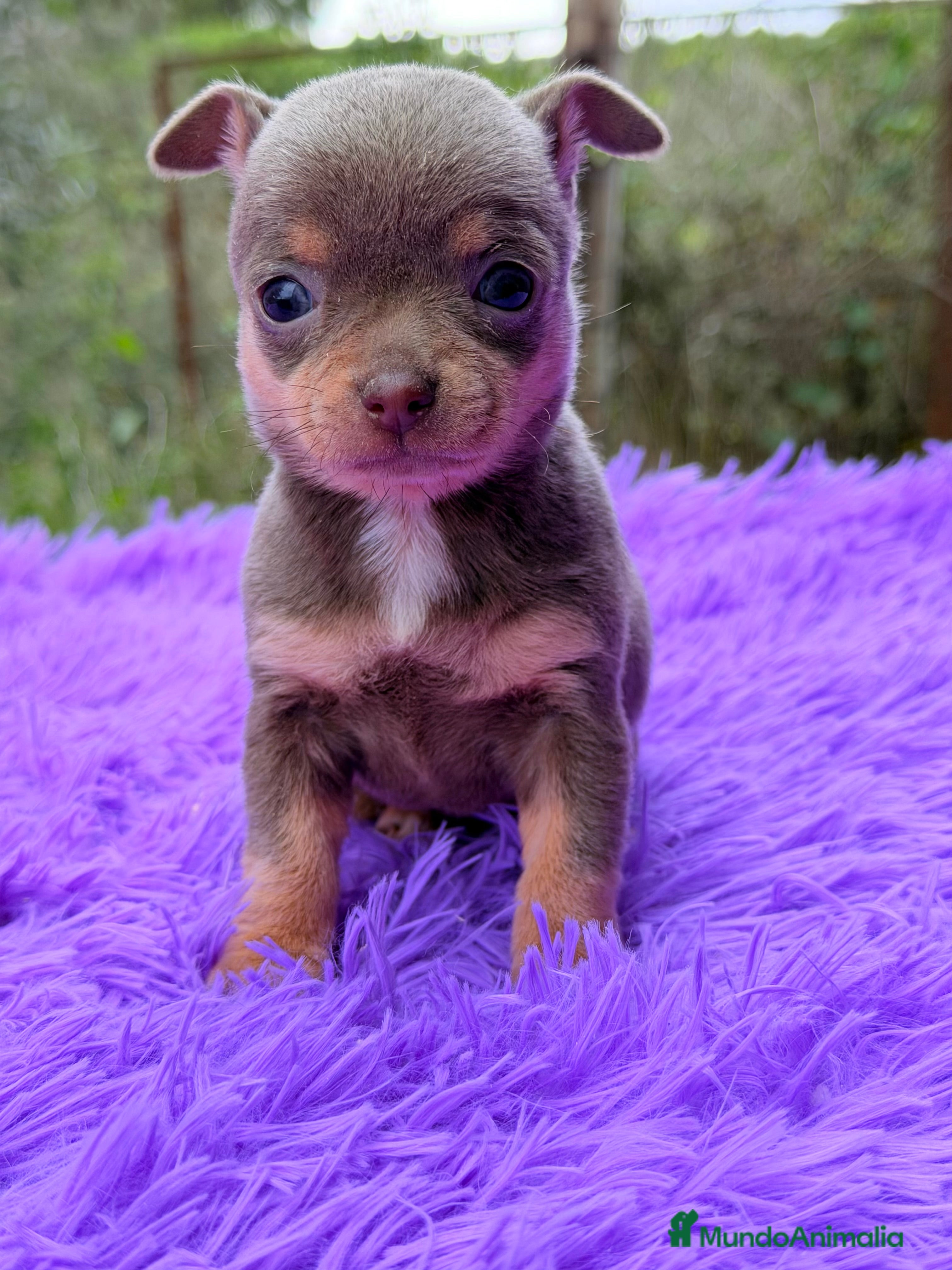 Chihuahua perros Chihuahua Minitoy  - Anuncio 2