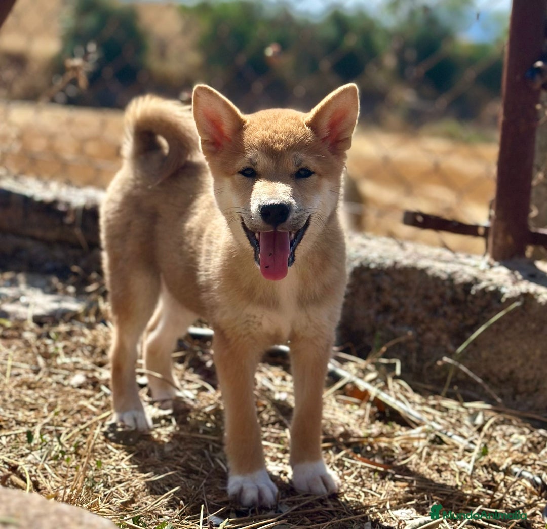Shiba Inu perros en venta: Shiba inu hembra  - Imagen 5