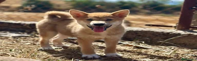Shiba Inu Cachorro 2