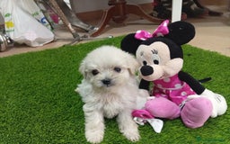 Bichón Maltés perros en venta: PRECIOSA BICHON MALTES MINI TOY - Imagen 3