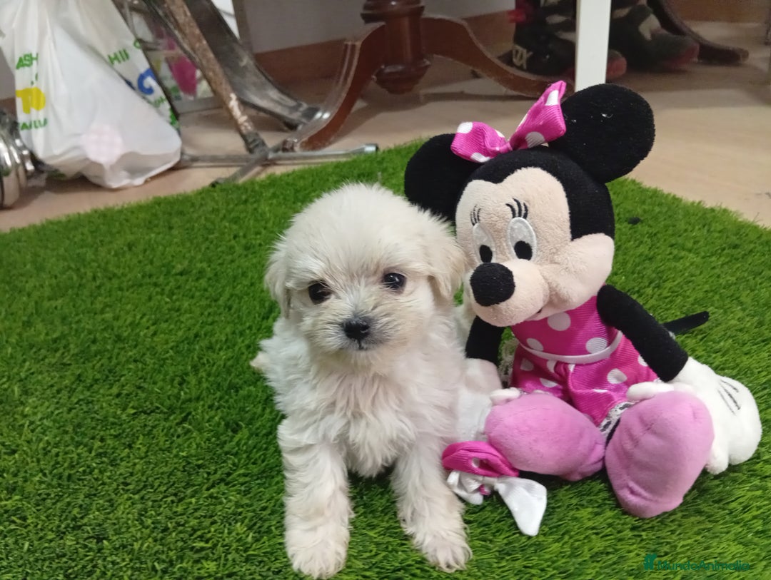 Bichón Maltés perros en venta: PRECIOSA BICHON MALTES MINI TOY - Imagen 3