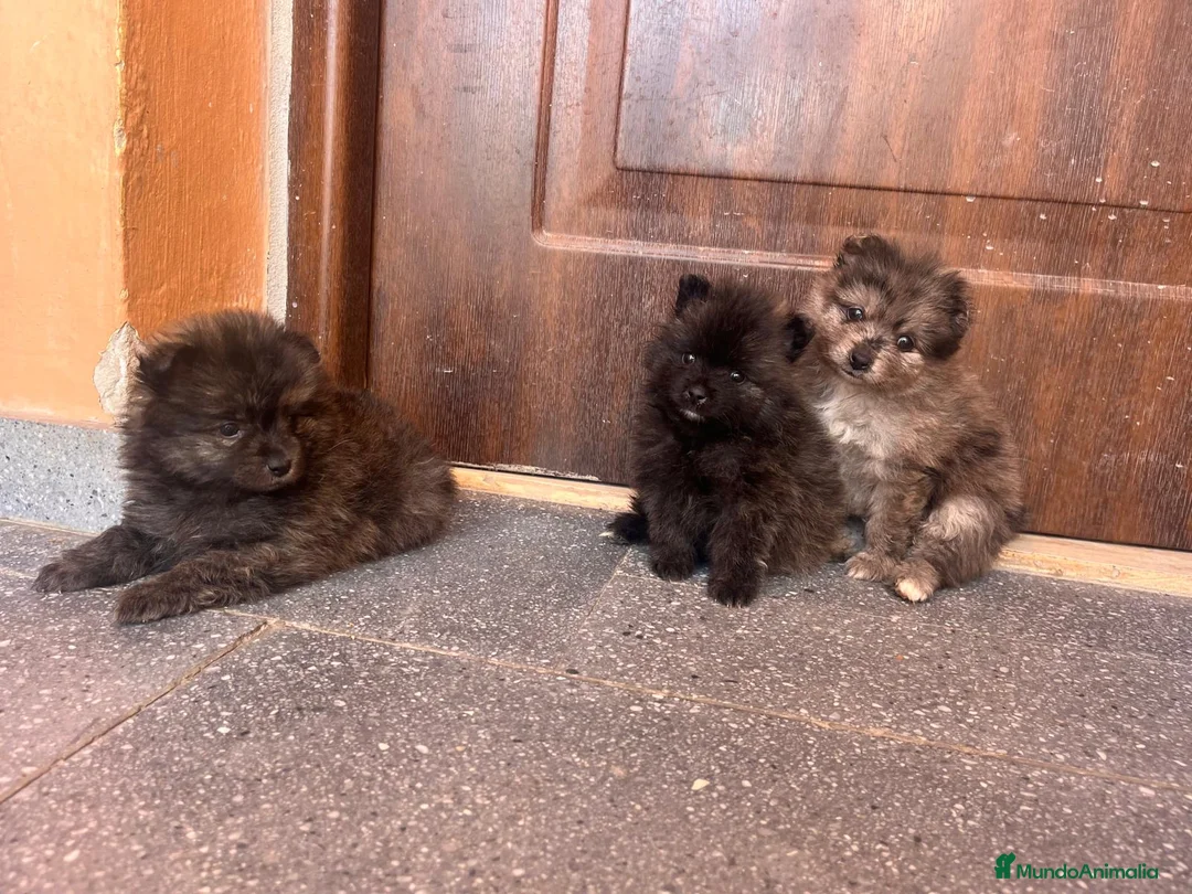 Pomerania perros en venta: Pomerania toy - Anuncio 2