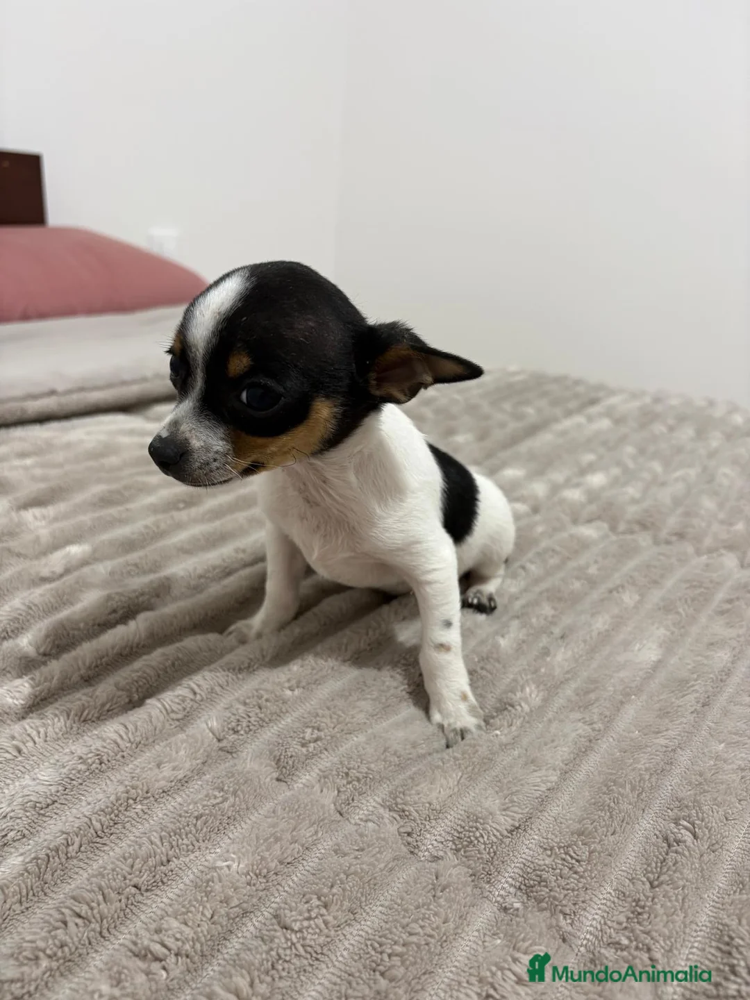 Chihuahua perros en venta: Chihuahua - Anuncio 9