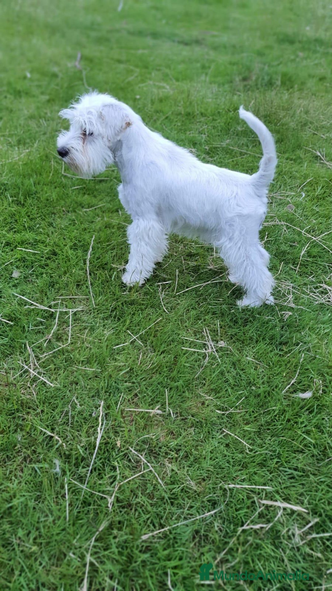 Schnauzer Miniatura perros en venta: Schnauzer Miniatura macho 5 meses - Imagen 7