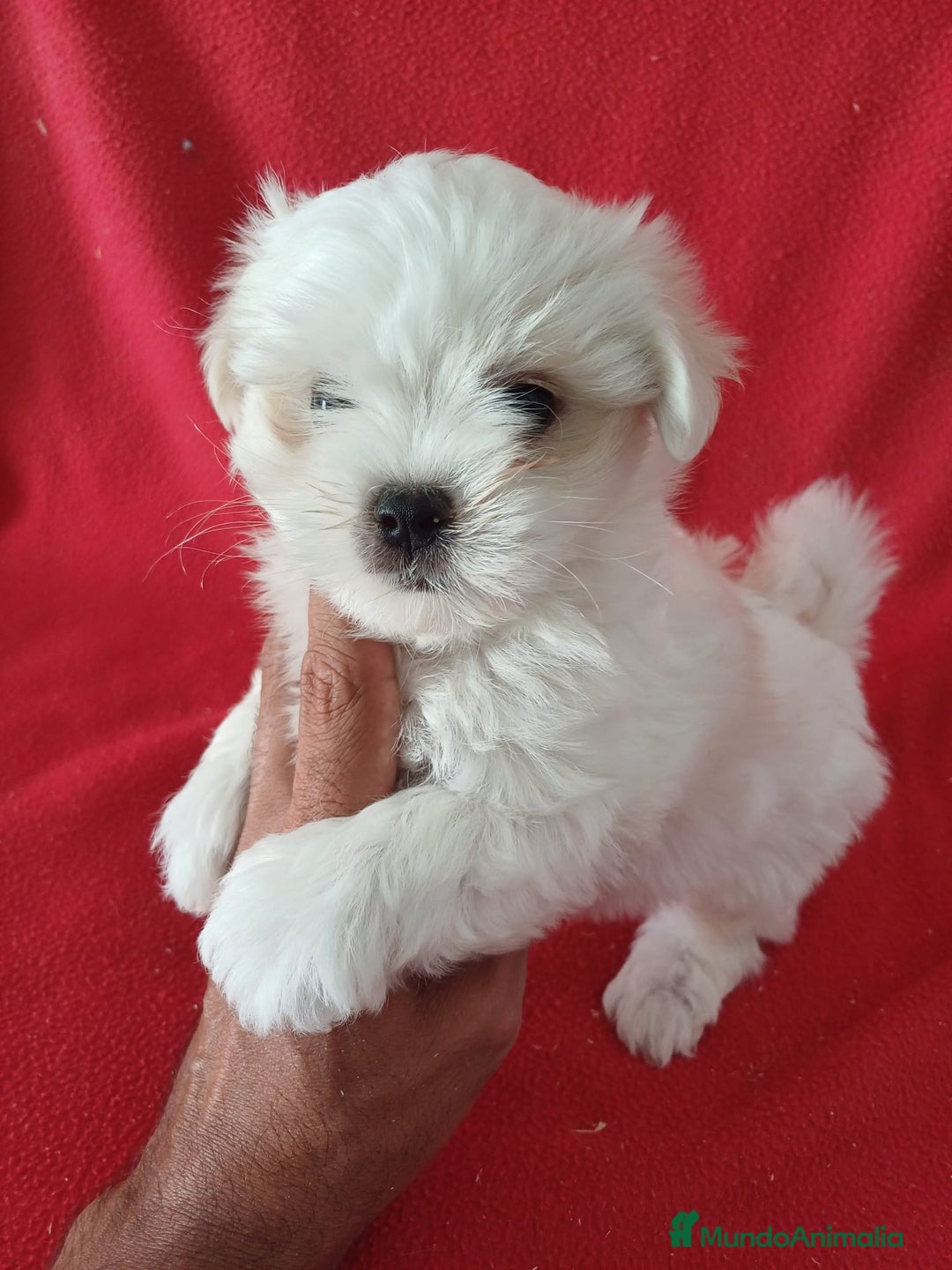 Bichón Maltés perros en venta: Bichon Maltés Americano  - Anuncio 1