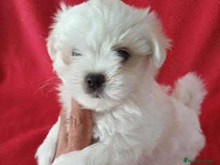 Bichón Maltés perros Bichon Maltés Americano - Anuncio 1