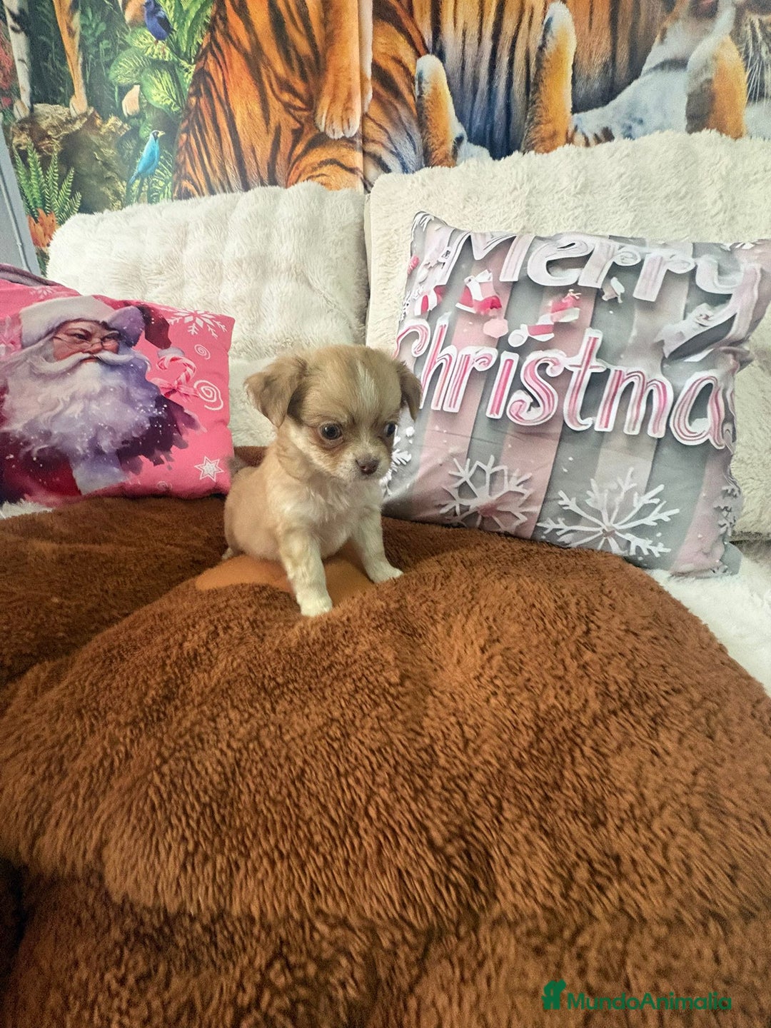 Chihuahua perros en venta: Chihuahua toy pelo largo  - Anuncio 5