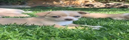 Chihuahua perros en venta: Precisos chichuahuas - Anuncio 2