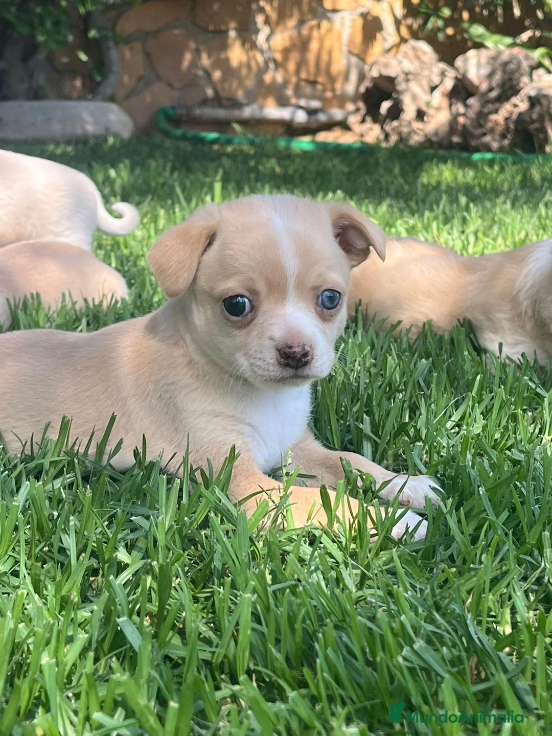 Chihuahua perros en venta: Precisos chichuahuas - Anuncio 2