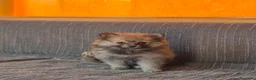 Pomerania perros en venta: Cachorros de Pomerania ❤️🐶 - Anuncio 1