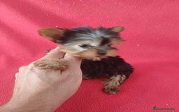 Yorkshire Terrier perros en venta: Yorkshire Terrier Mini  - Imagen 2