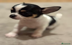Chihuahua perros en venta: CHIHUAHUAS MINI TOYS GRAN CALIDAD  - Imagen 1