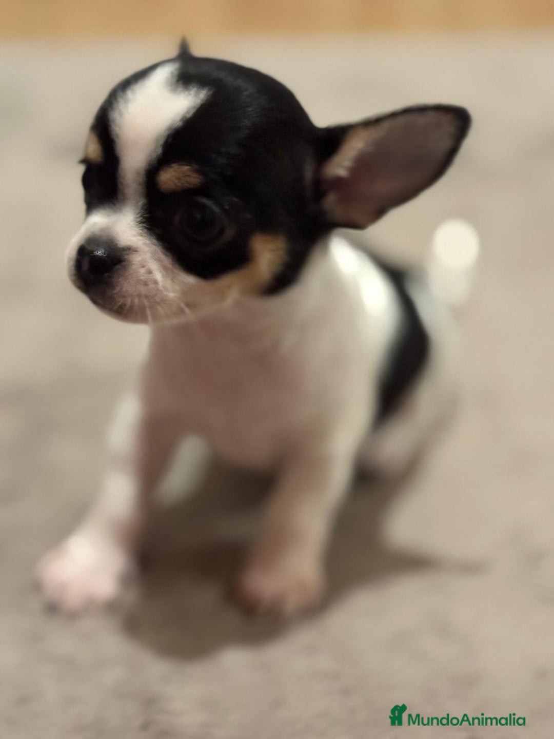 Chihuahua perros en venta: CHIHUAHUAS MINI TOYS GRAN CALIDAD  - Imagen 1