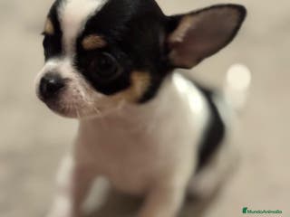 Chihuahua perros CHIHUAHUAS MINI TOYS GRAN CALIDAD - Anuncio 3
