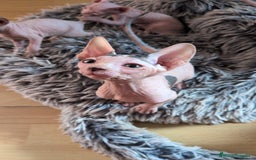 Sphynx gatos en venta: Gatos sphynx hembra listo para entregar - Imagen 2