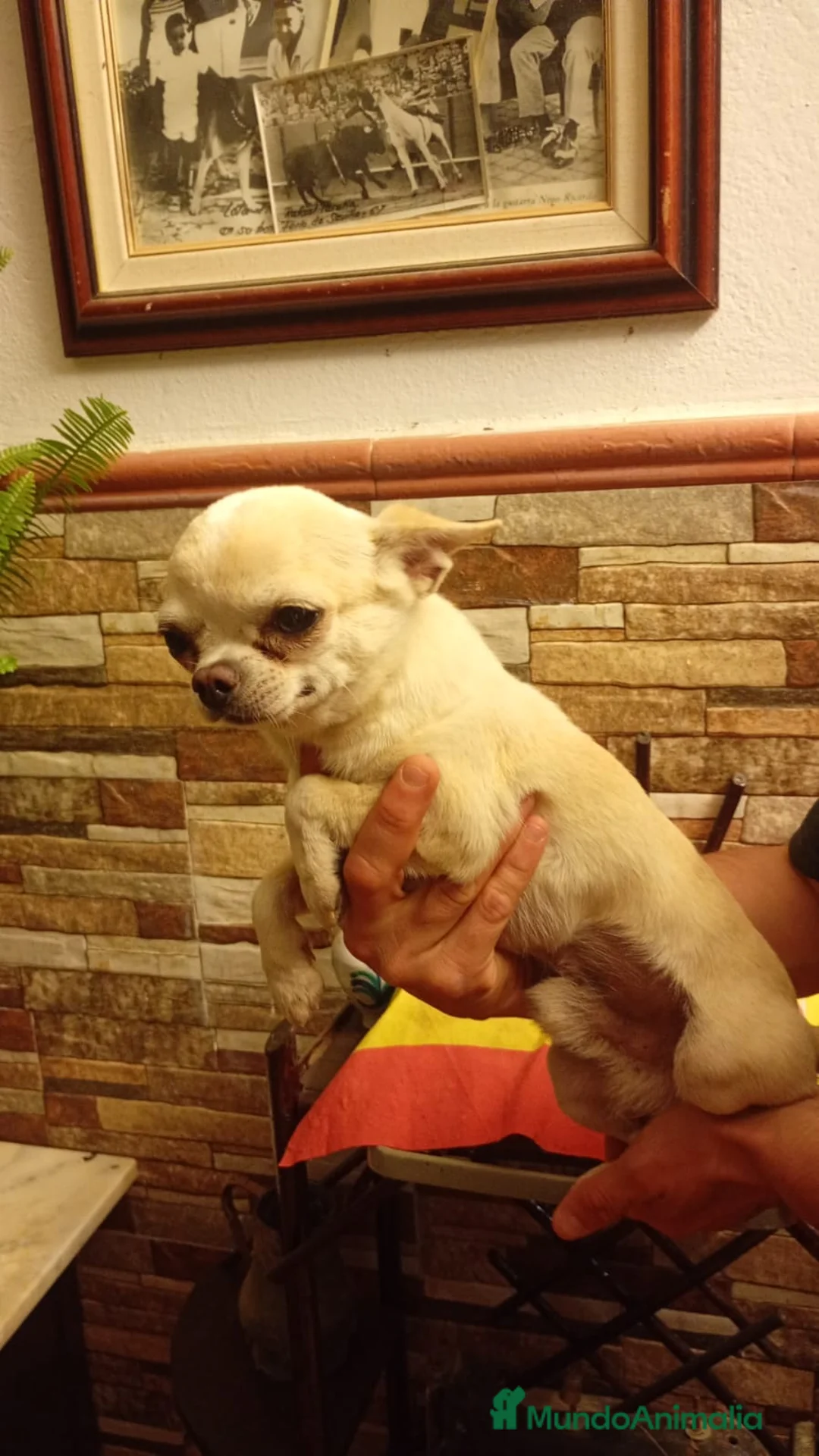 Chihuahua perros en venta: Disponible Chihuahuas Macho y hembras  - Anuncio 7