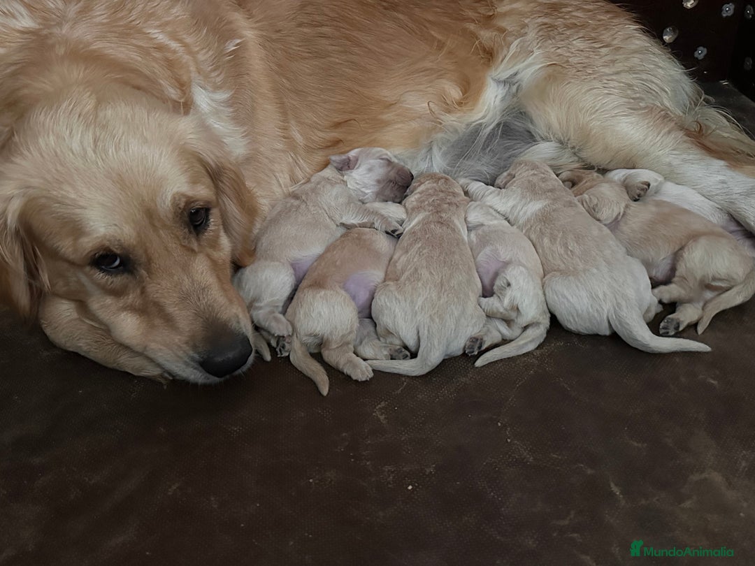 Golden Retriever perros en venta: Preciosos cachorros de Golden retriever - Imagen 12