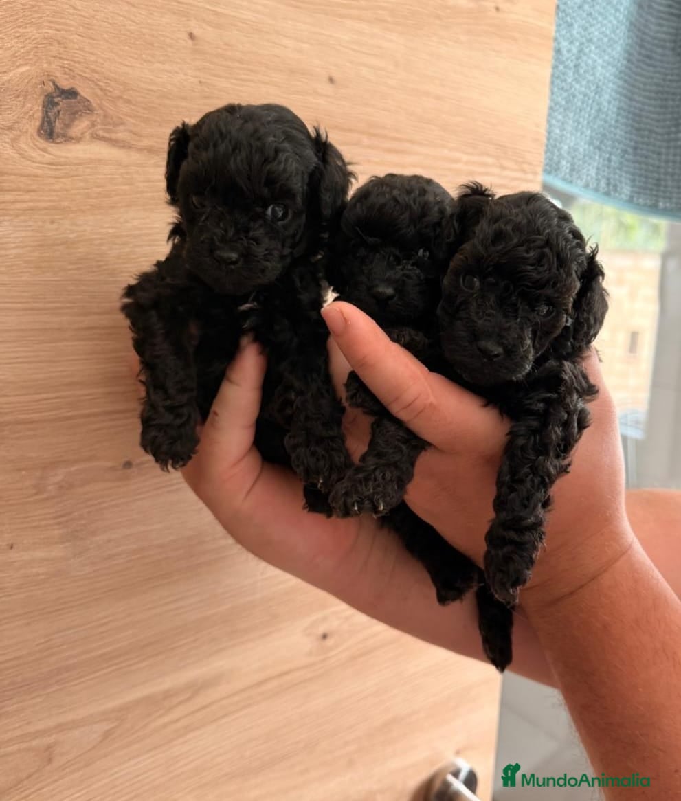 Caniche Toy perros Disponible caniche toys negro  - Anuncio 2
