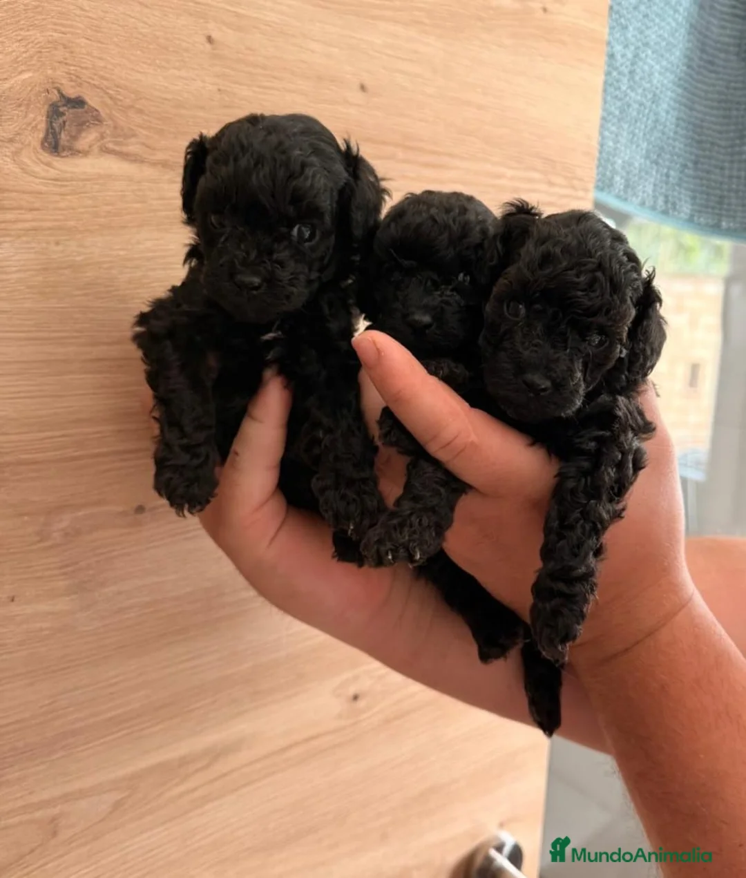 Caniche Toy perros en venta: Disponible caniche toys negro  en Huelva - Anuncio 1