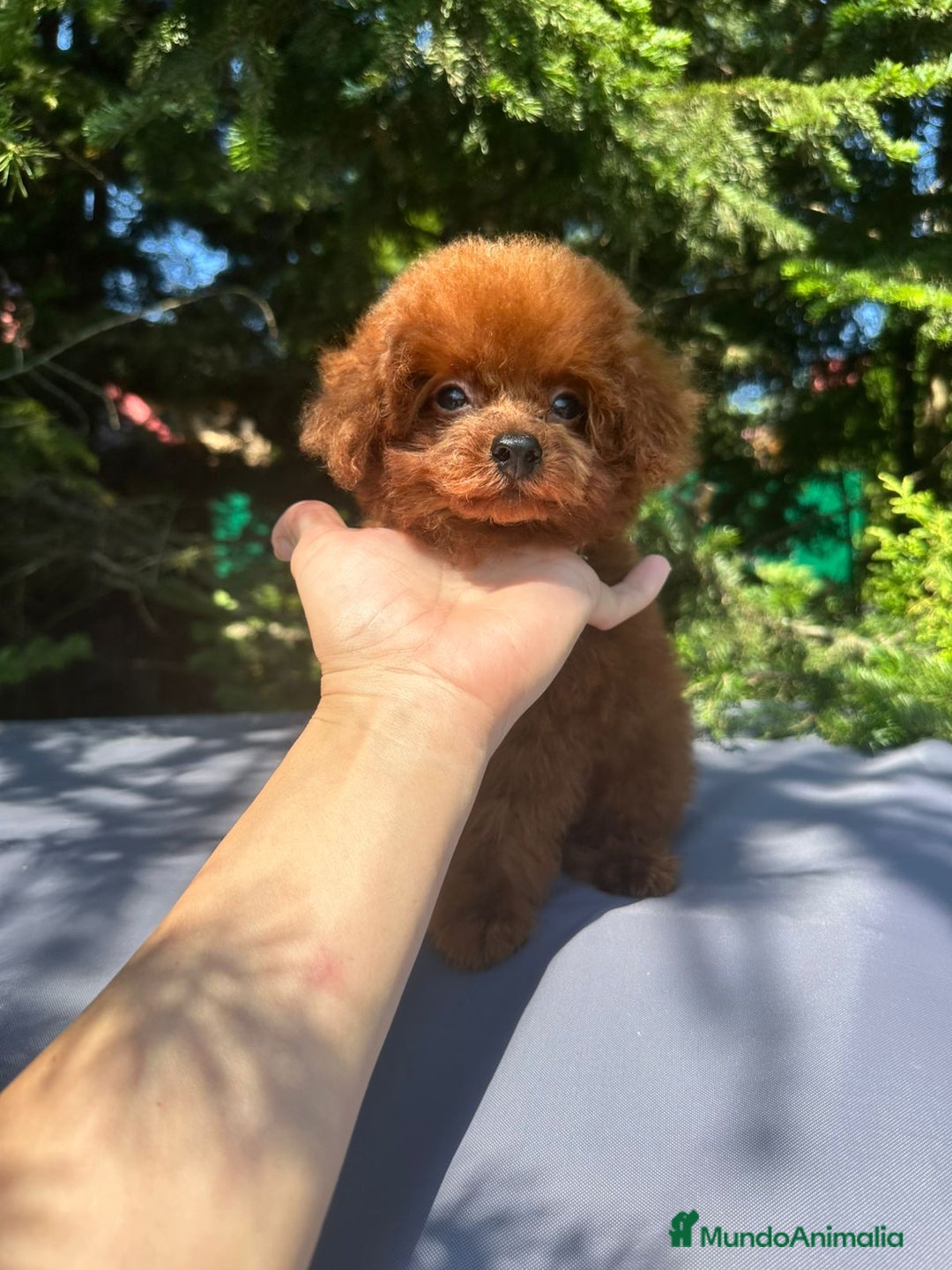 Caniche Toy perros en venta: Caniche micro asiático - Imagen 2