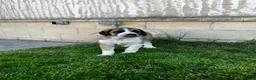 Mastín Español perros en venta: Mastin  - Anuncio 8