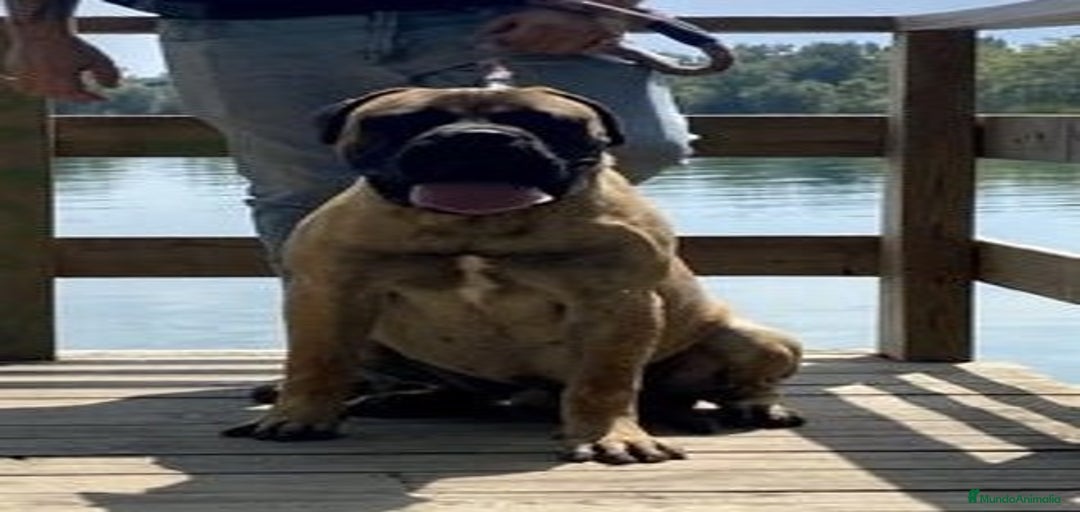 Imagen de galería {{count}}