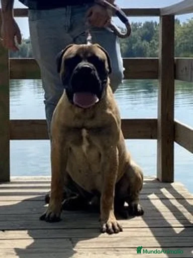 Imagen de galería {{count}}