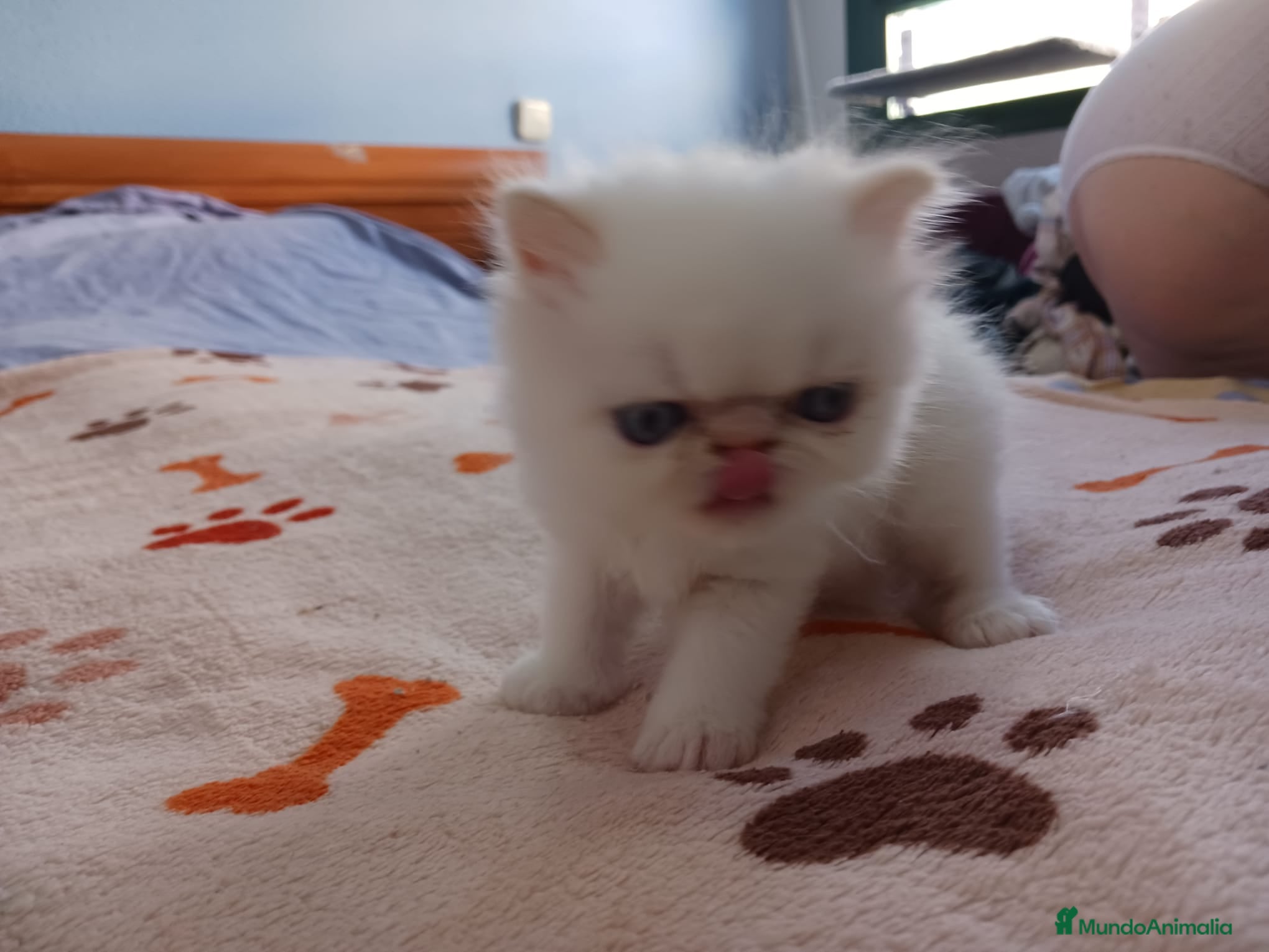 Persa gatos Gatos persas - Anuncio 1