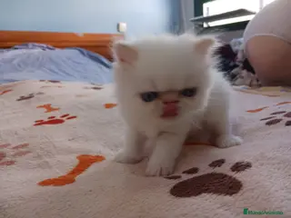 Persa gatos Gatos persas - Anuncio 1