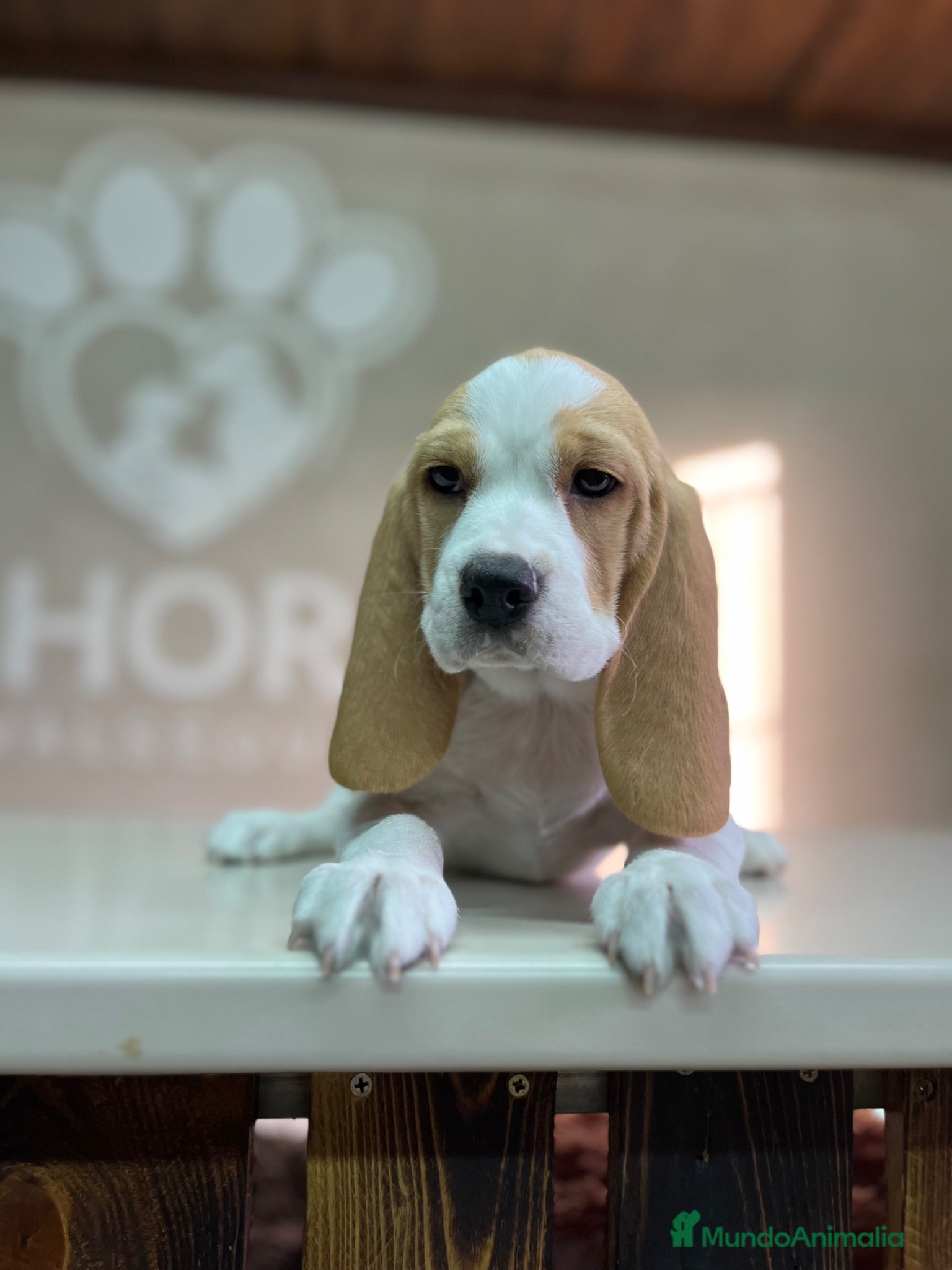 Beagle perros Beagle  - Anuncio 3