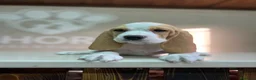 Beagle perros en venta: Beagle  - Anuncio 1