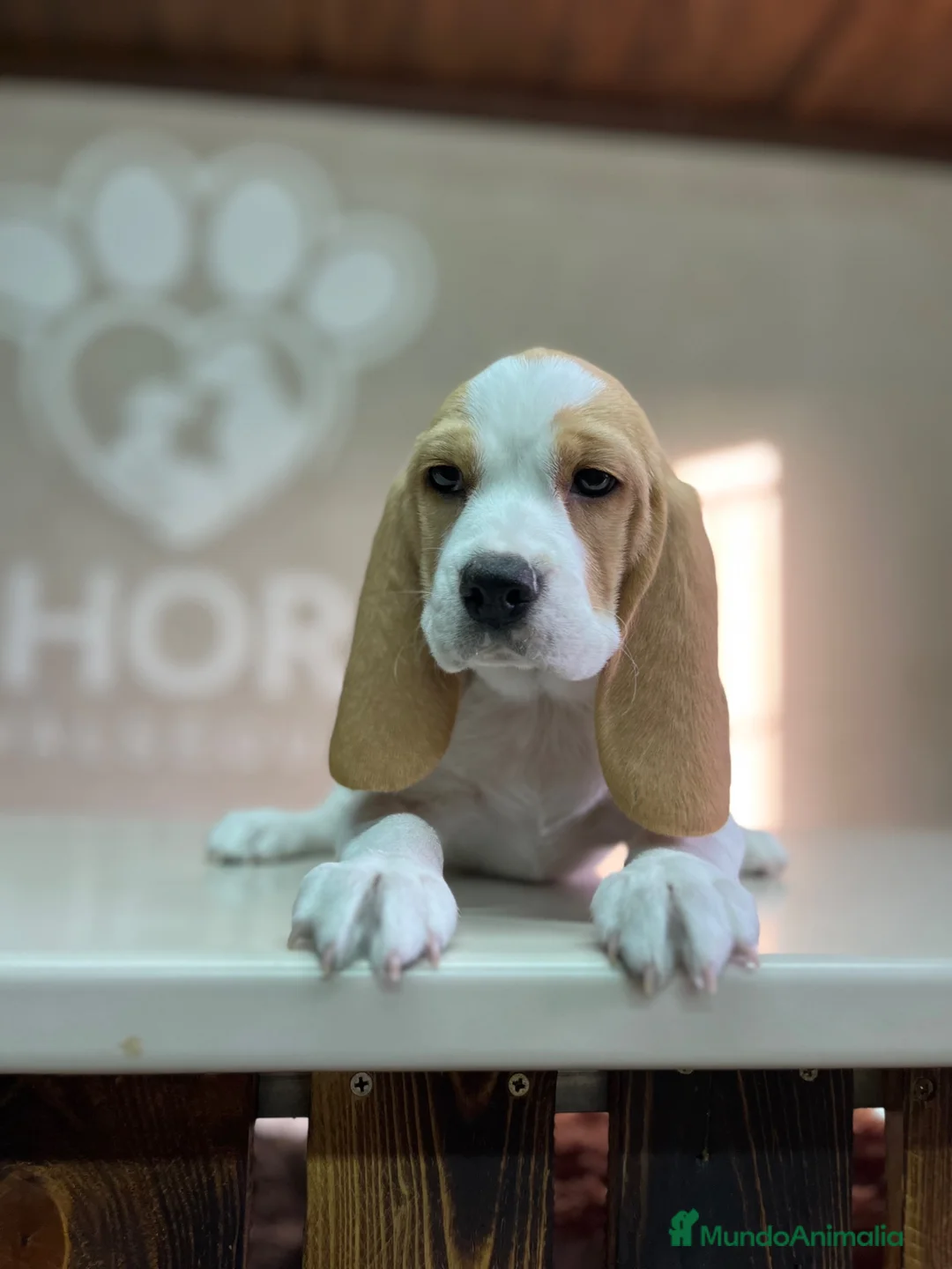 Beagle perros en venta: Beagle  - Anuncio 1