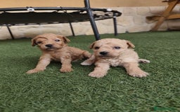 Caniche Enano perros en venta: Cachorro Caniche - Imagen 7