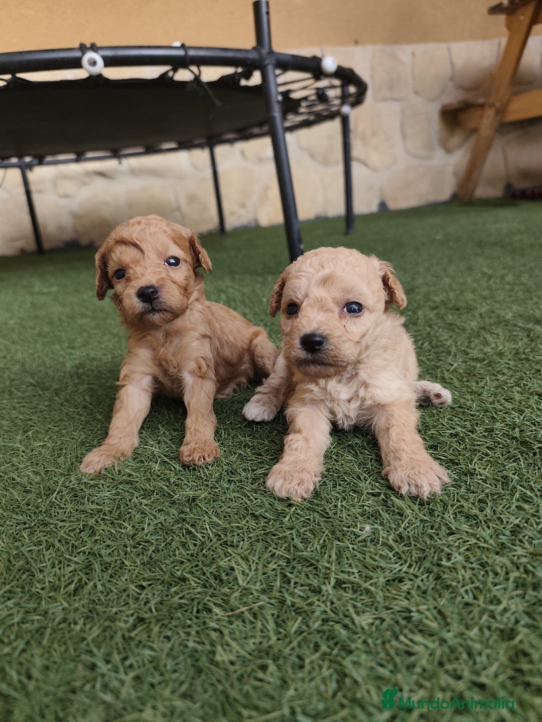 Caniche Enano perros en venta: Cachorro Caniche - Imagen 7