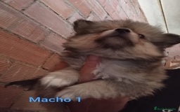 Pomerania perros en venta: POMERANIAS LULUS CALIDAD Y SELECCIÓN  - Imagen 17