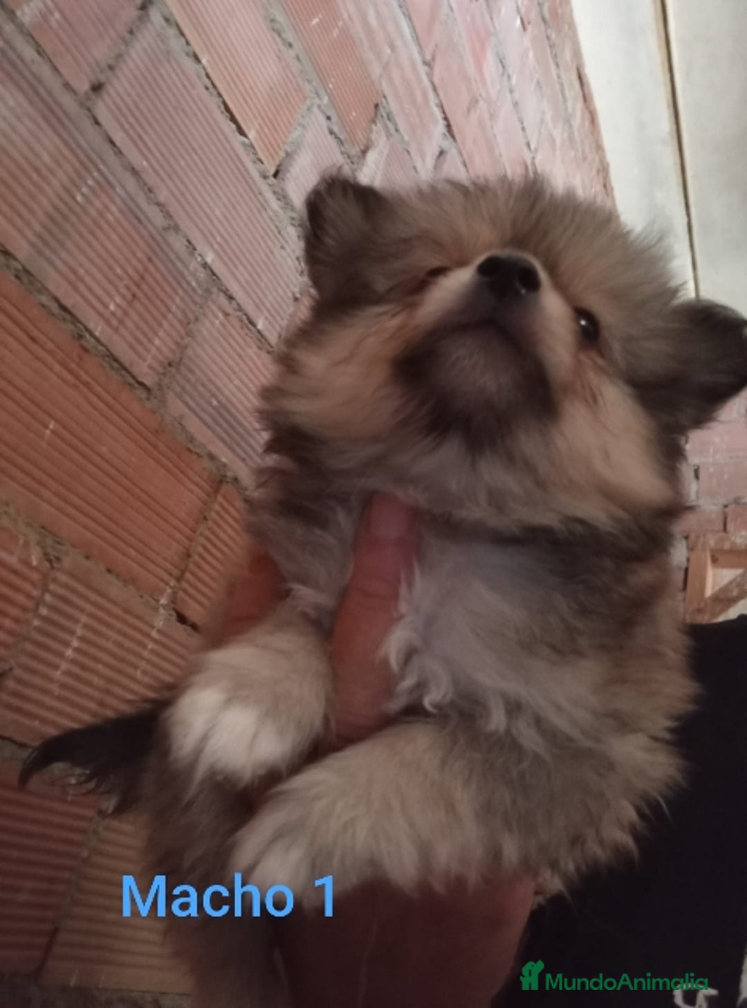 Pomerania perros en venta: POMERANIAS LULUS CALIDAD Y SELECCIÓN  - Imagen 17
